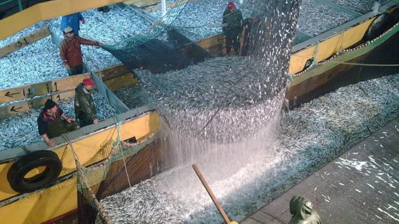 TRABZON’DA 96 BALIKÇI GEMİSİYLE TOPLAM 21.306.745 KİLOGRAM HAMSİ AVLANDI