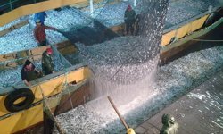 TRABZON’DA 96 BALIKÇI GEMİSİYLE TOPLAM 21.306.745 KİLOGRAM HAMSİ AVLANDI