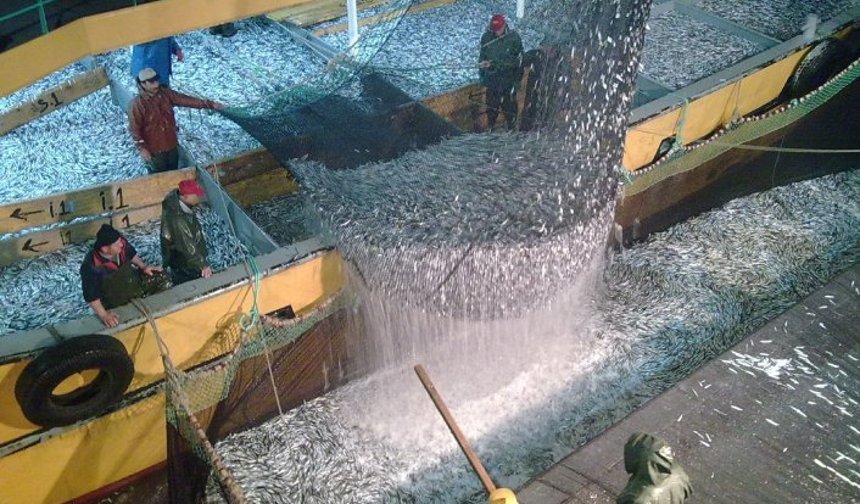 TRABZON’DA 96 BALIKÇI GEMİSİYLE TOPLAM 21.306.745 KİLOGRAM HAMSİ AVLANDI