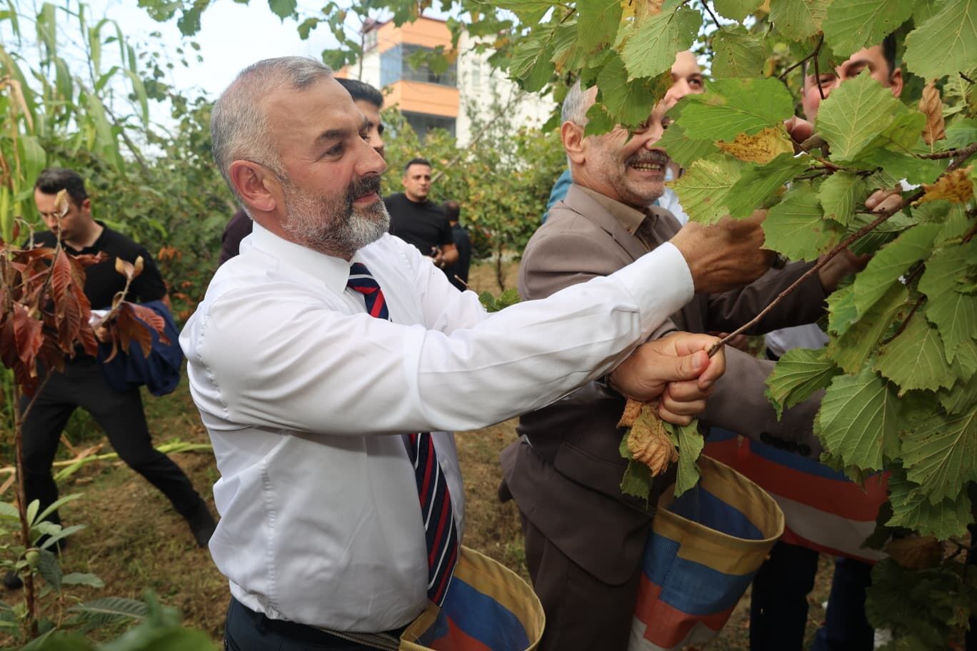 COĞRAFİ İŞARET TESCİLLİ ARSİN FOŞA FINDIĞI'NDA İLK HASAT YAPILDI